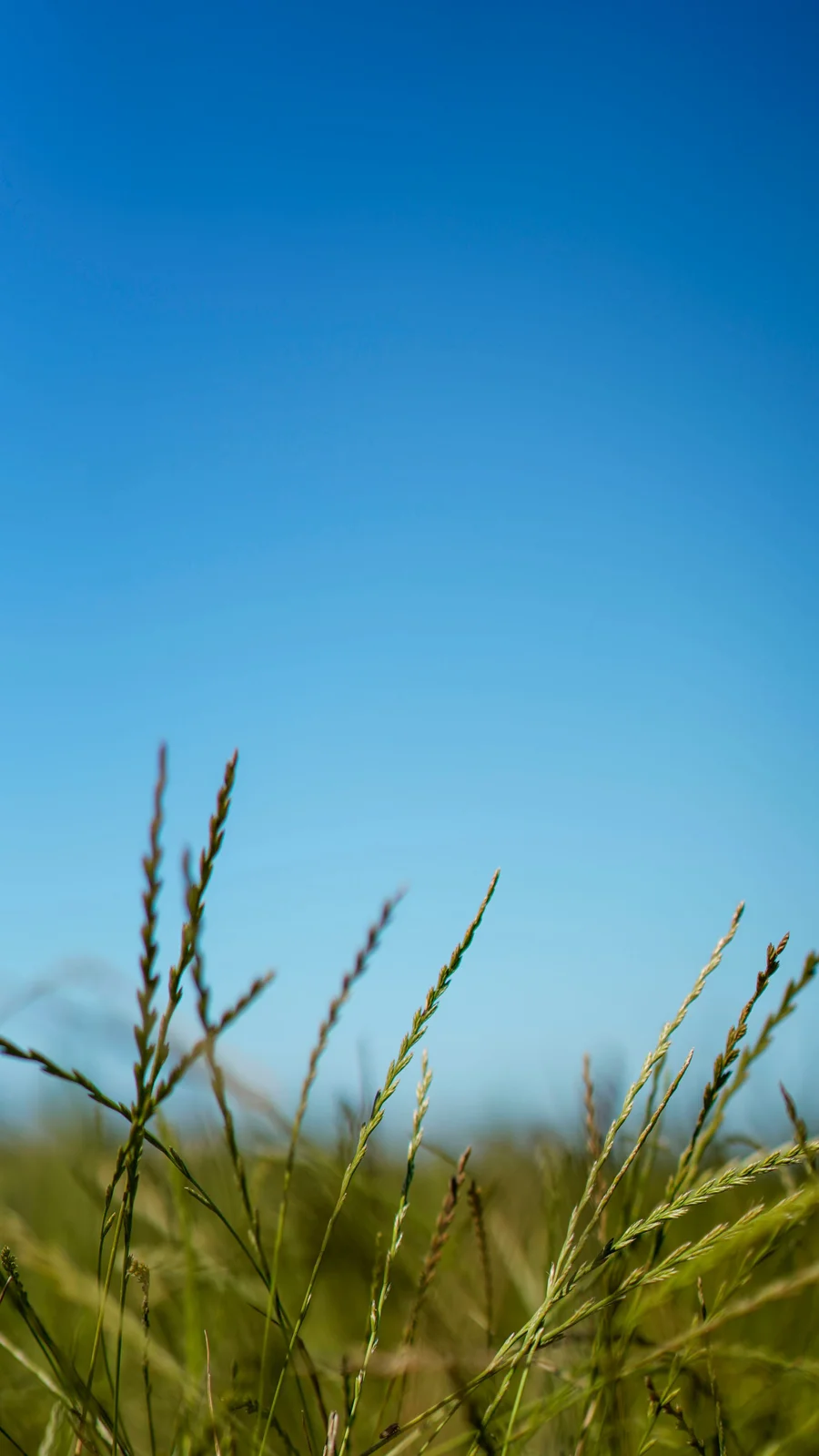 Healthy grasses in a regenerative pasture