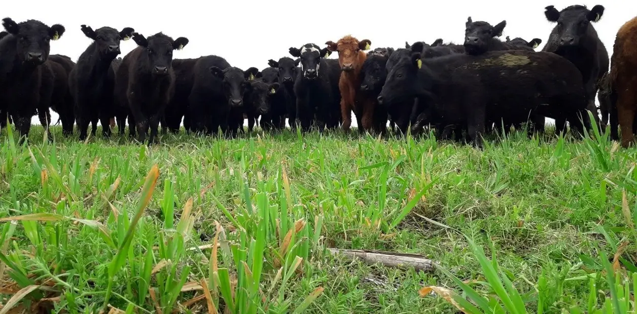 Thumbnail for Clarín article on regenerative livestock farming