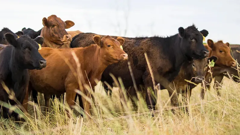 Cattle grazing in healthy pasture