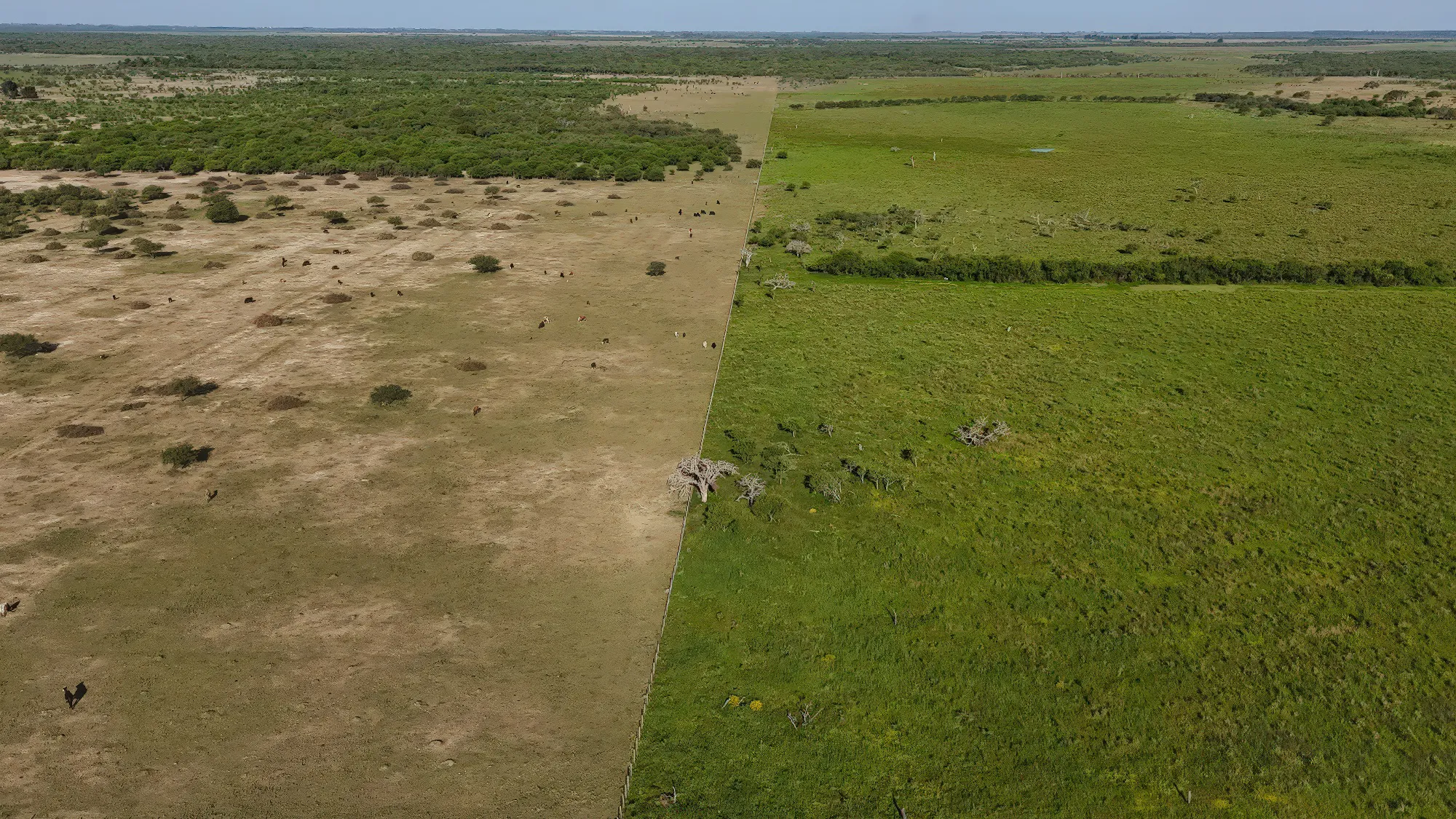Fence-line contrast: degraded bare land on the left, regenerated living pasture on the right