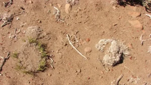 Desertificacion